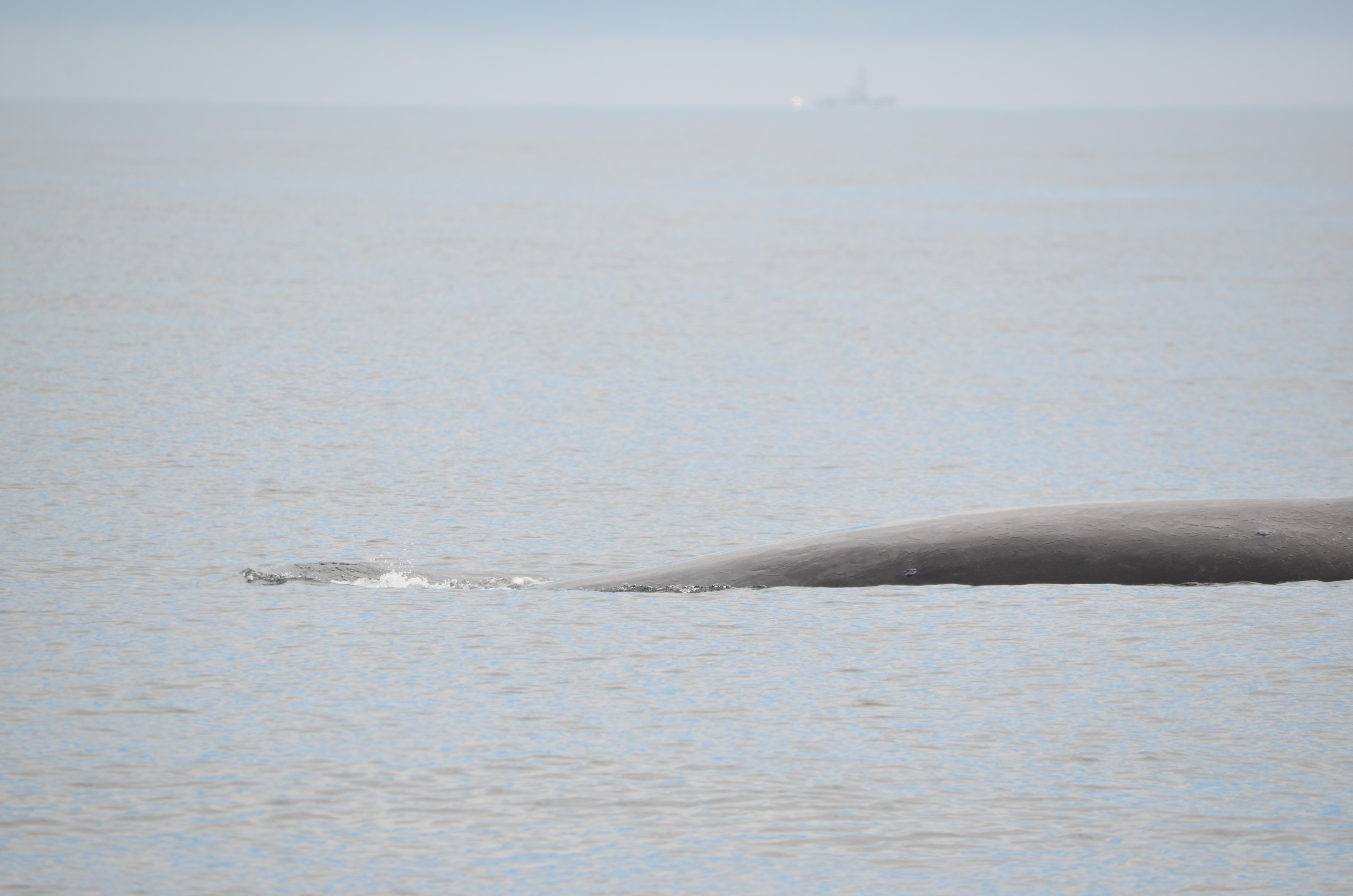 photos/wildlife/Mammal_Species/Humpback Whale/DSC_0042.JPG